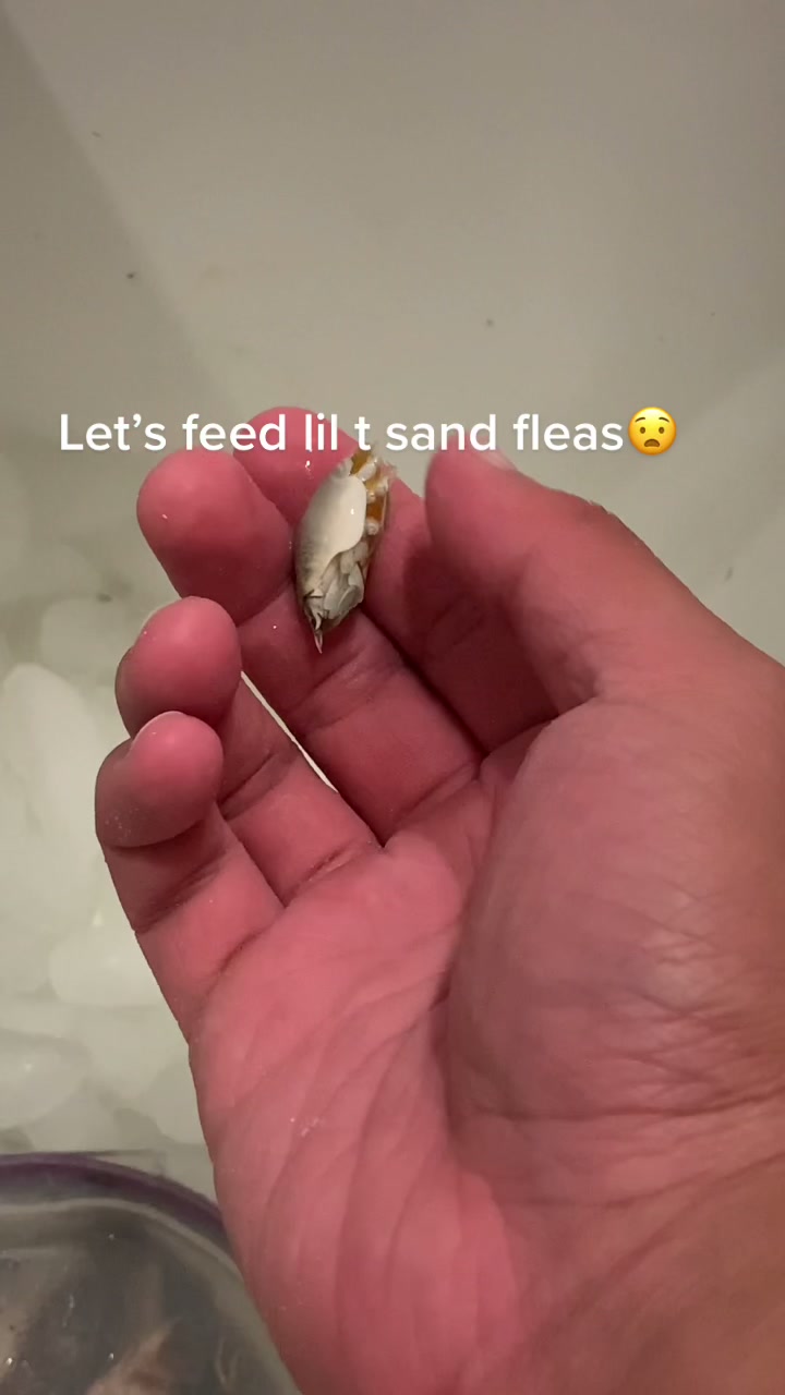 @lil t