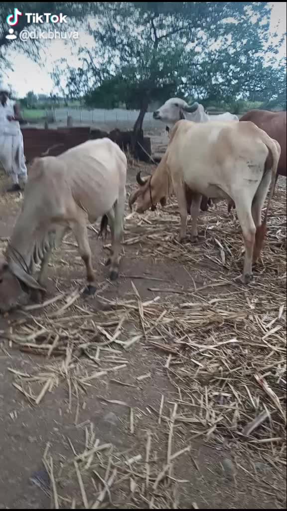 @D.K.ભુવા