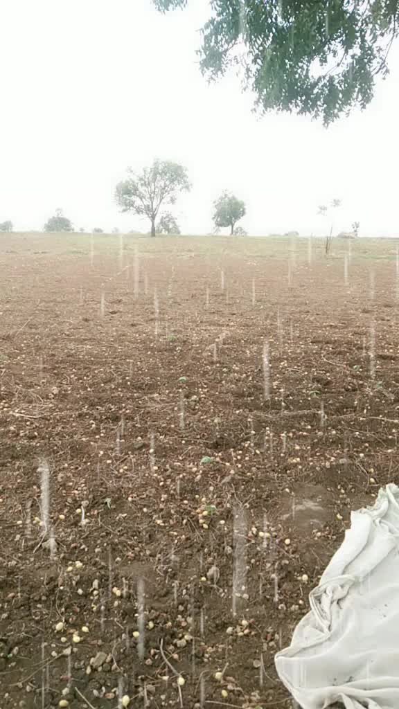 @जय सेवालाल