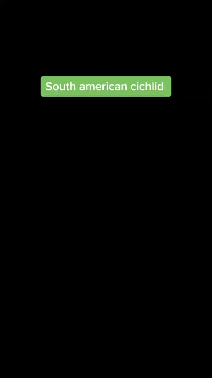 @South american cichlid
