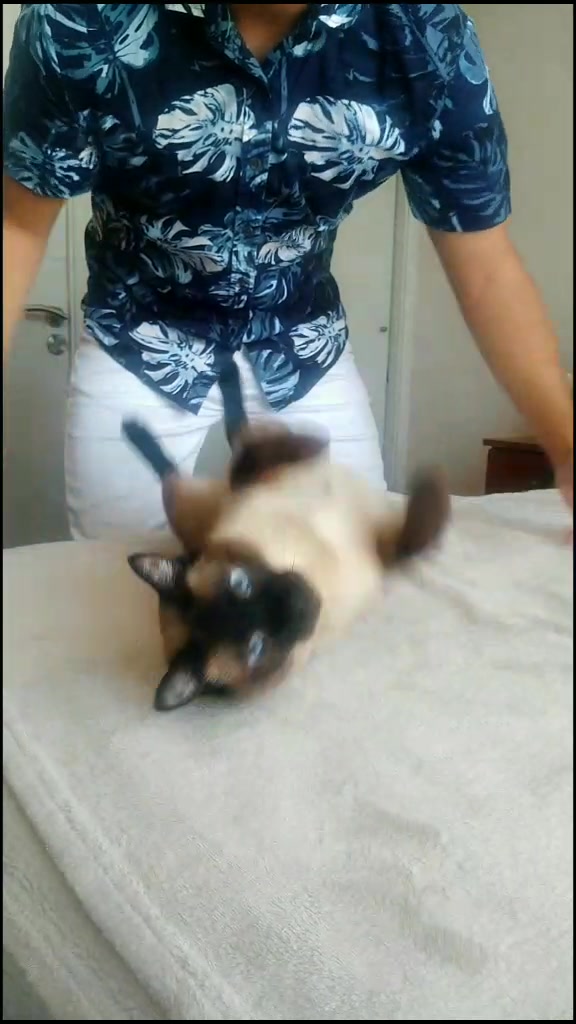 @Titan the Cat