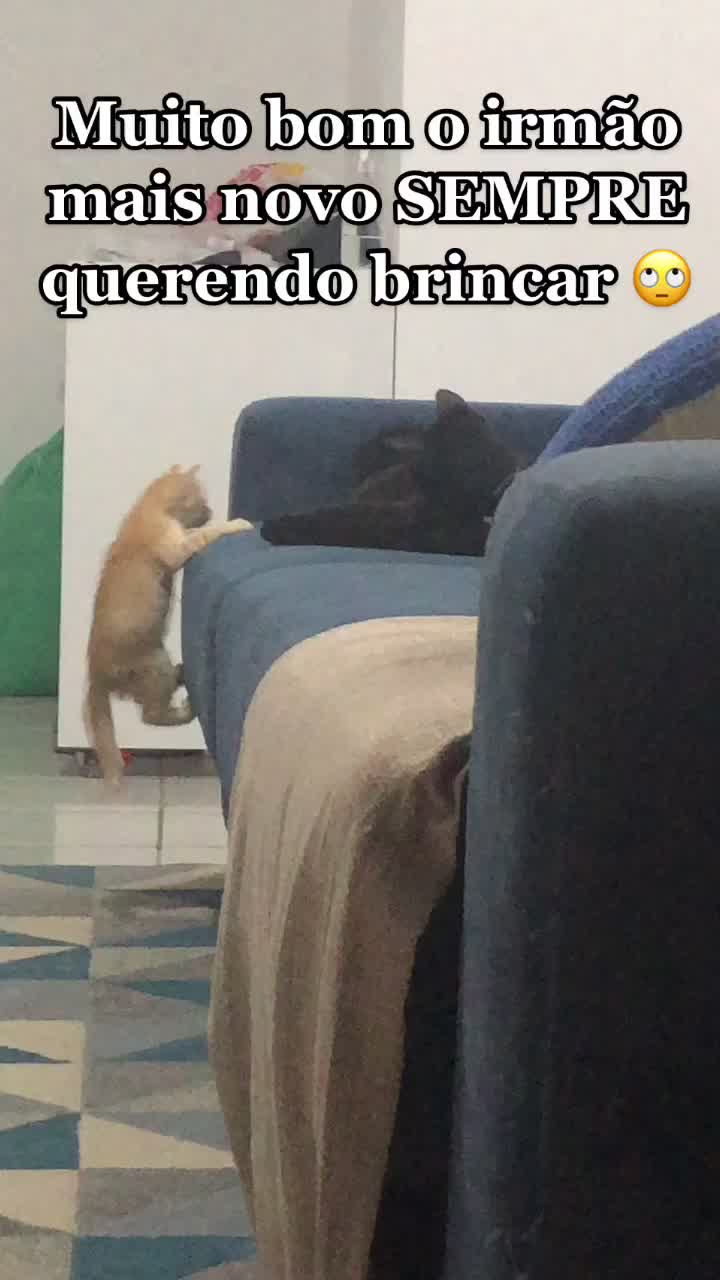 @🐱Cats🐱