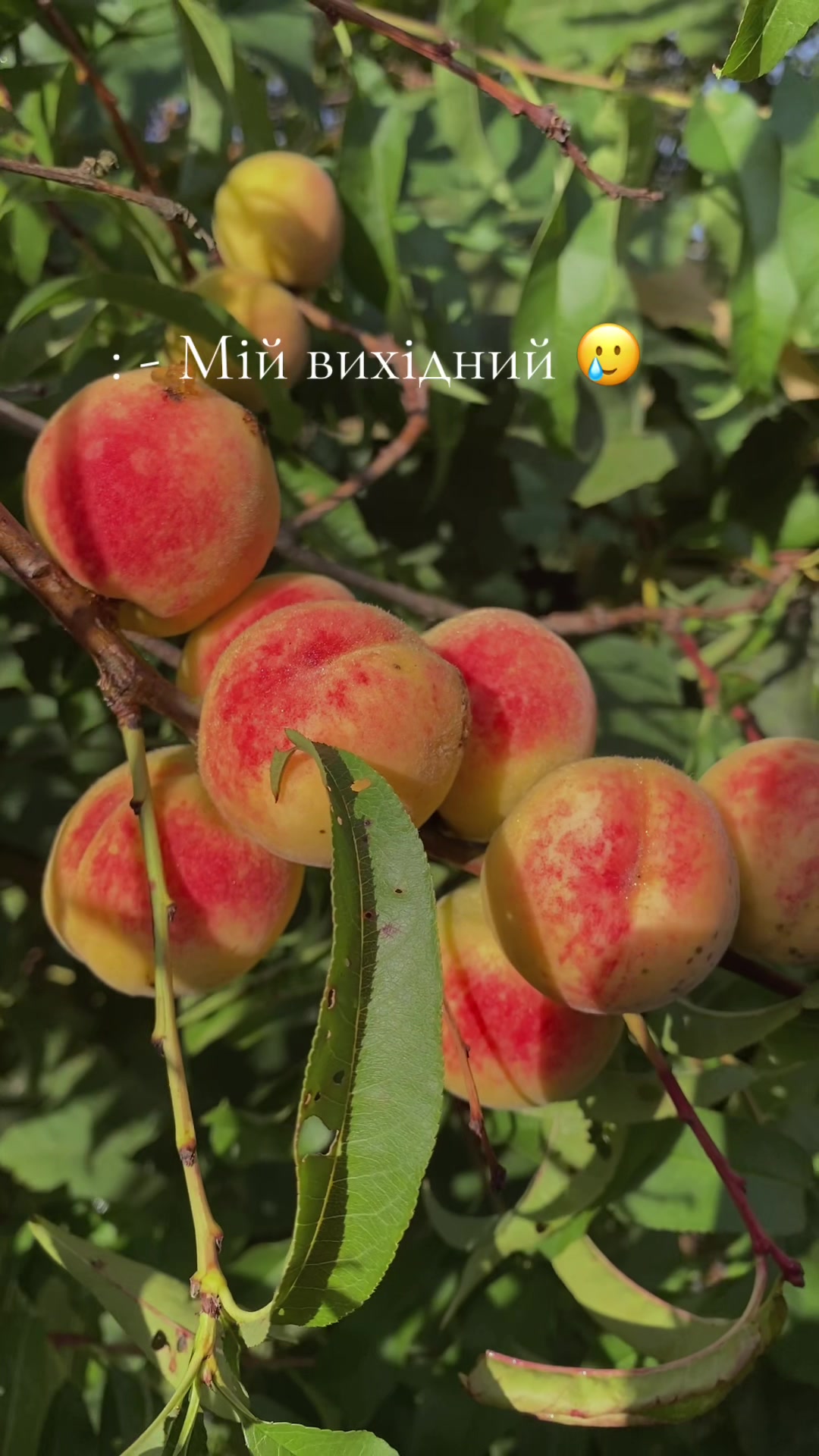 @Янка Квак