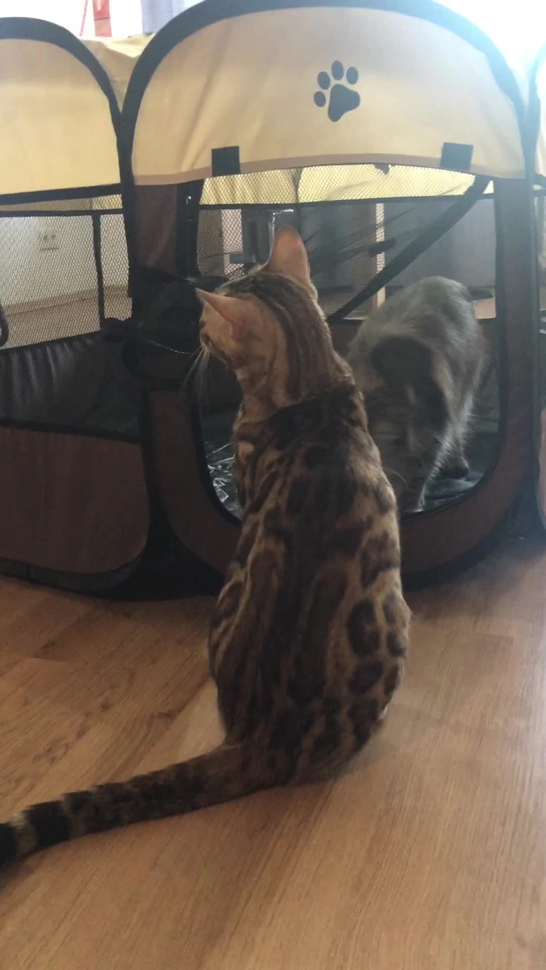 @Lemigans _cattery
