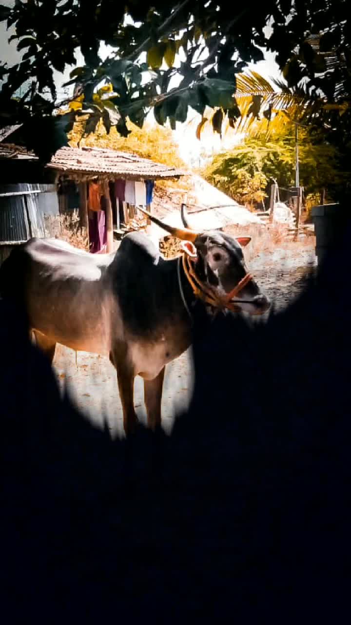 @sachin bull