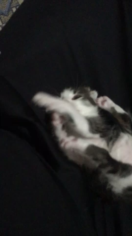 @ŞİRİN 🐈🐈