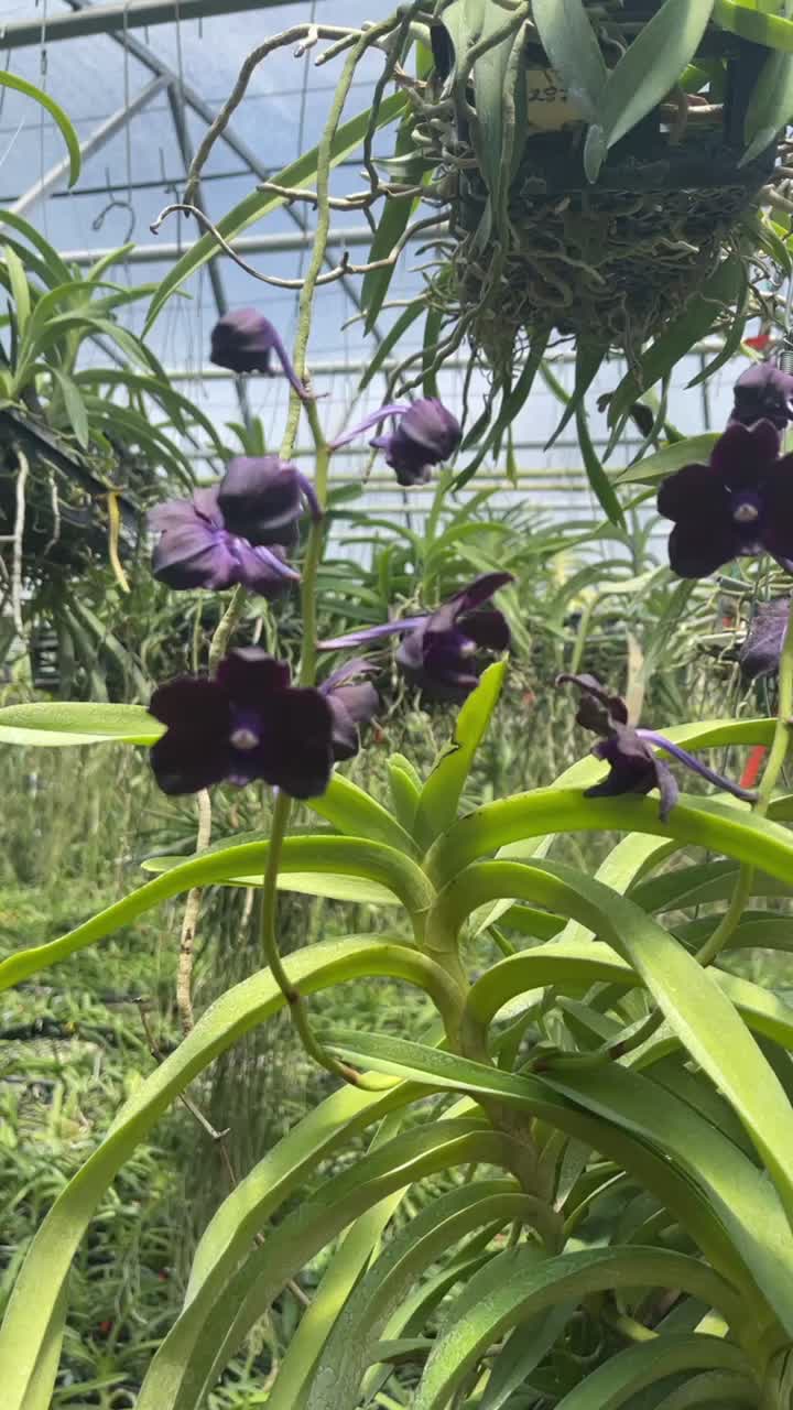 @Motes Orchids