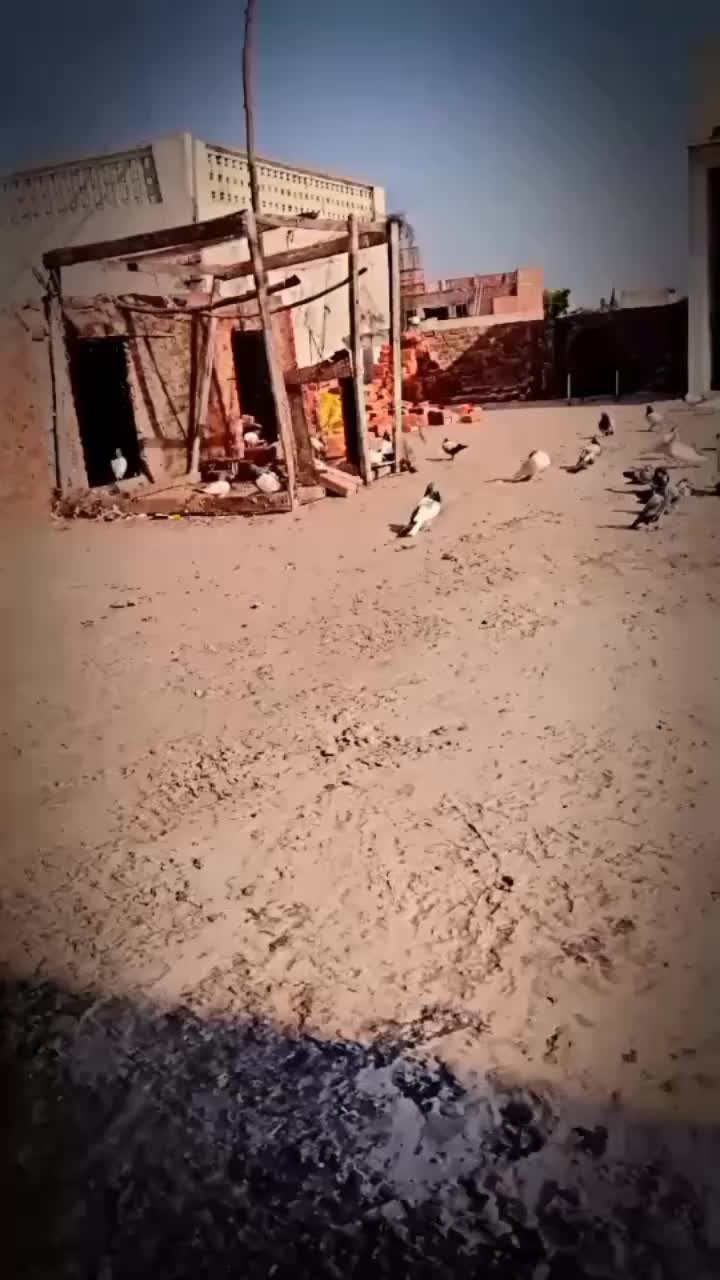 @کبوتر 🕊🕊باز🕊🕊