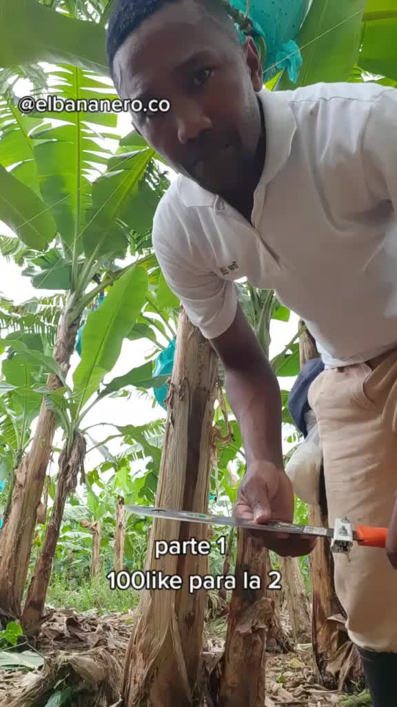 @Agricultura Banano y Plátano