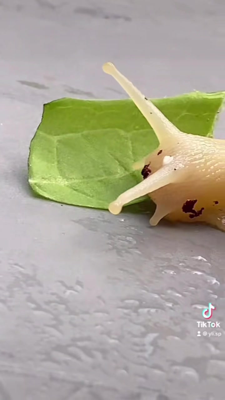 @Улитки ахатины🐌
