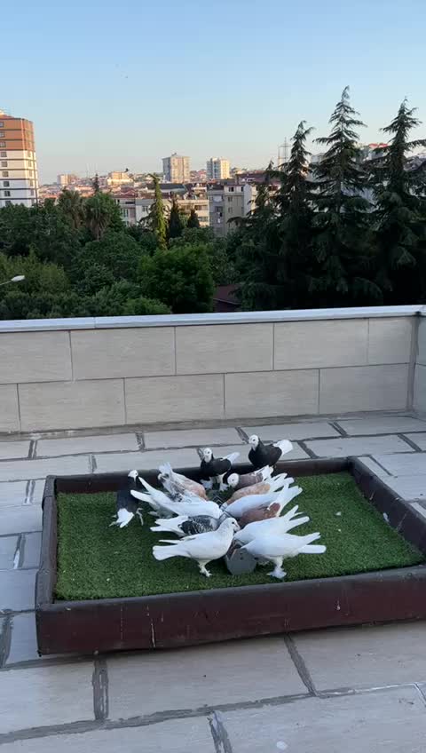 @&ccedil;arşambalı
