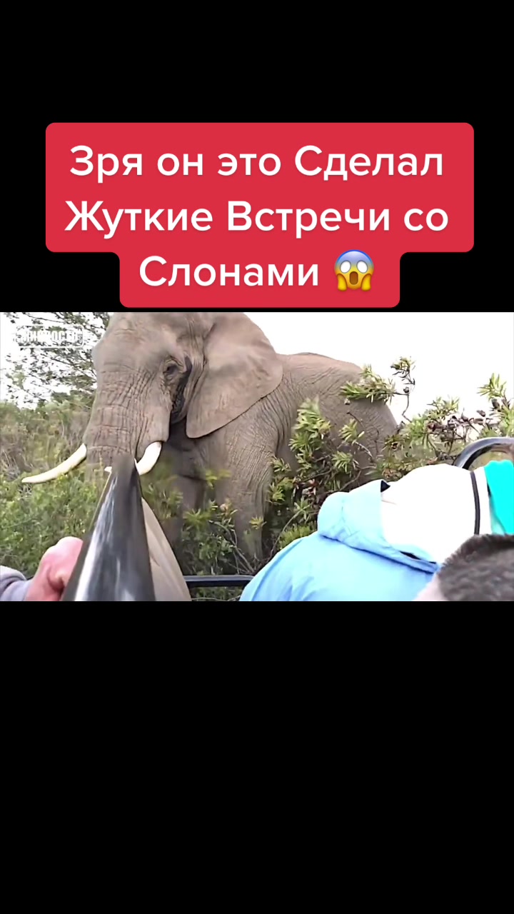 @Живность