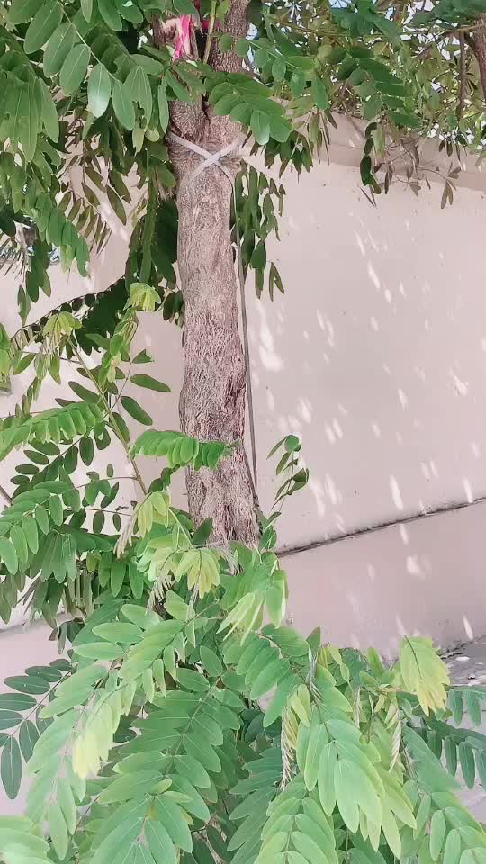 @Raj Derasri