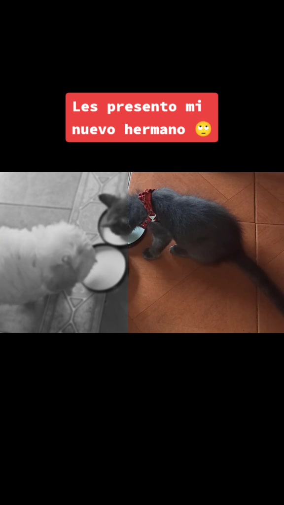 @Gato Orión