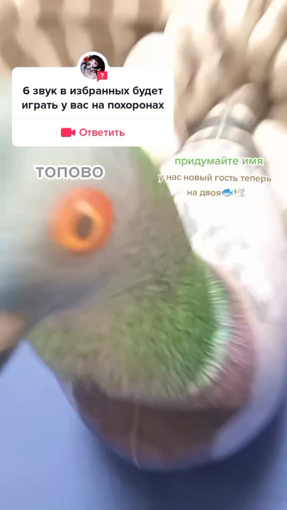 @карасёнок два два восемь