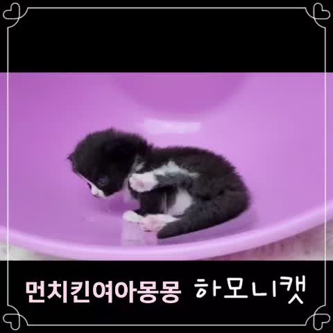 @고양이❤️하모니캣❤️
