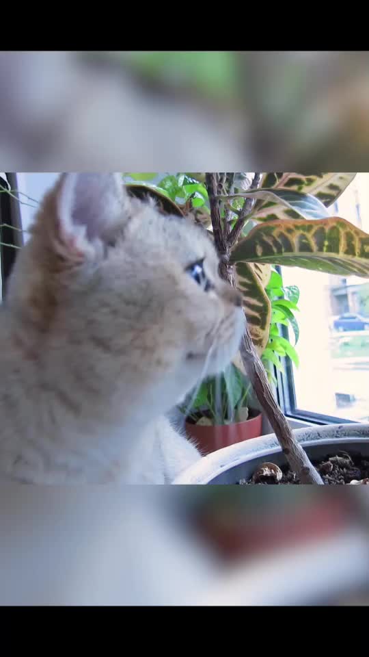 @Simba cat