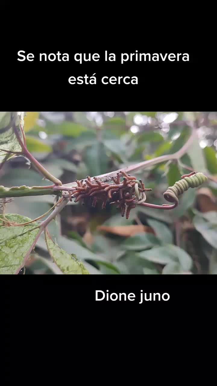 @Mariposas_EddVi