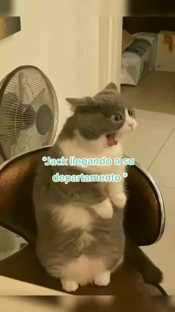 @lettergirls