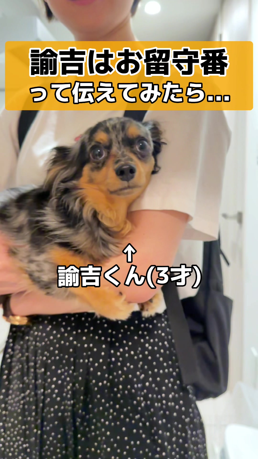 @チワックスの諭吉くん🐾