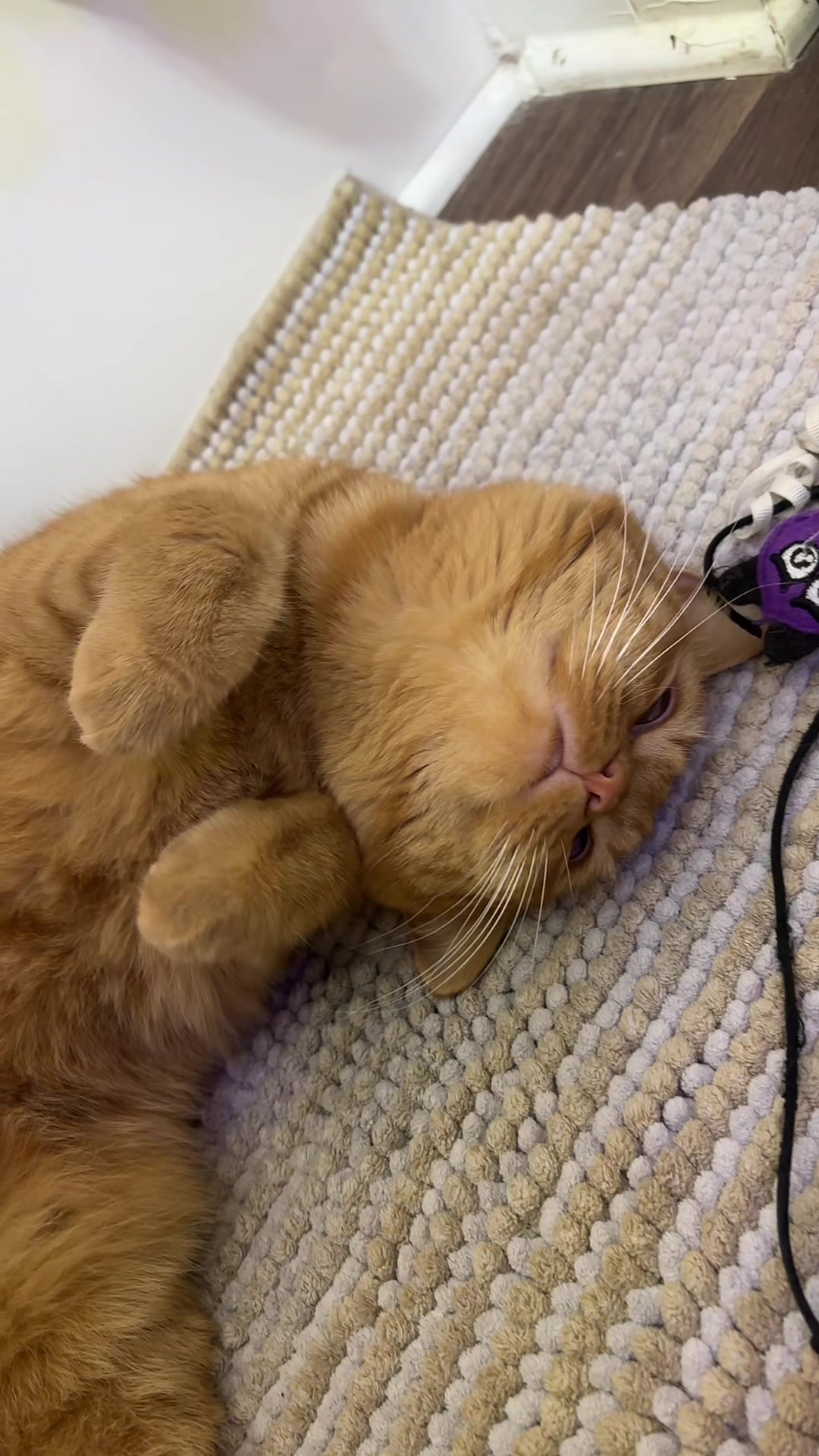 @cowboycatdad
