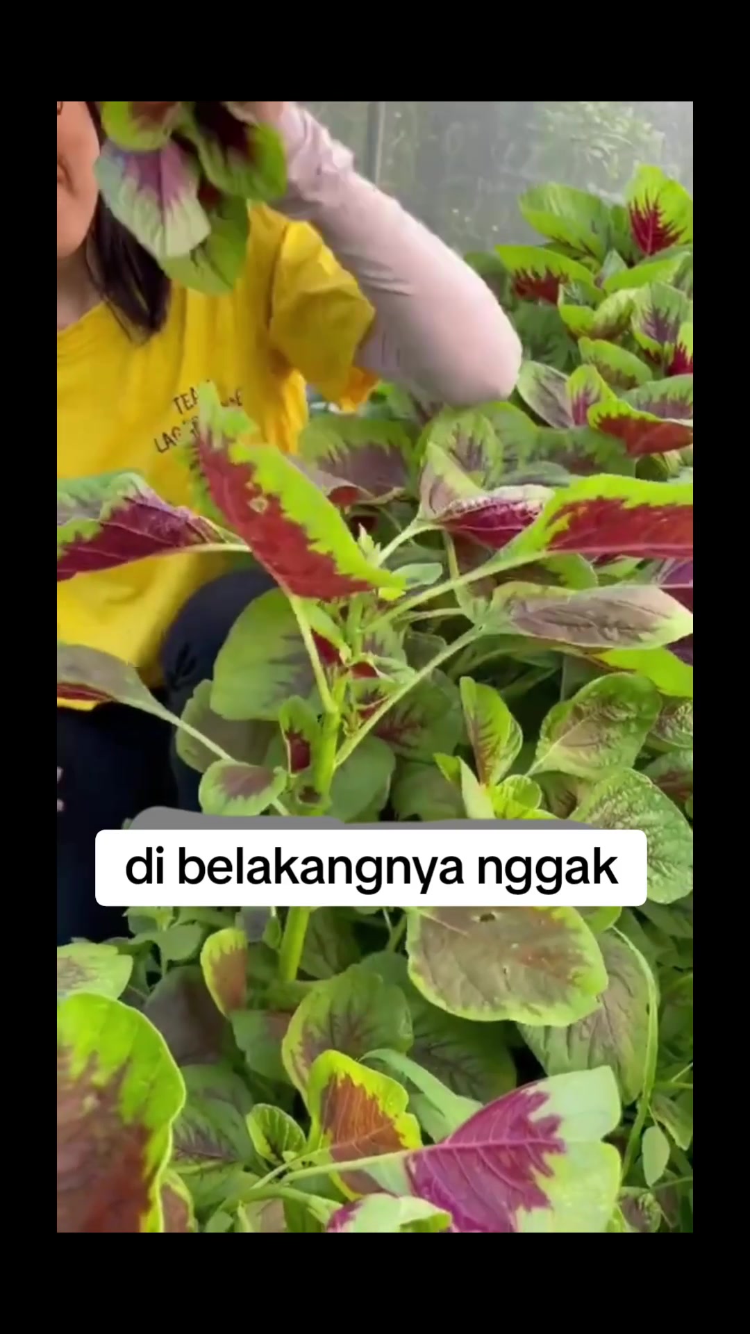 @hanifarm