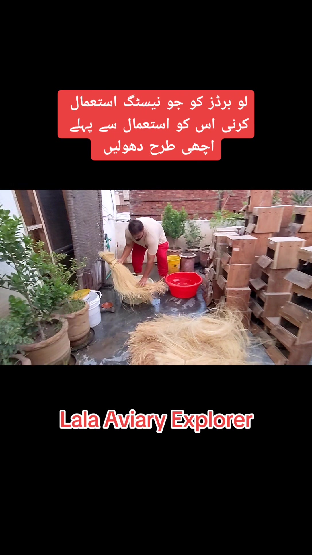 @Lala Aviary