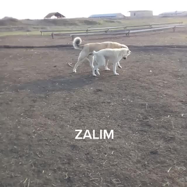 @Zalim_033