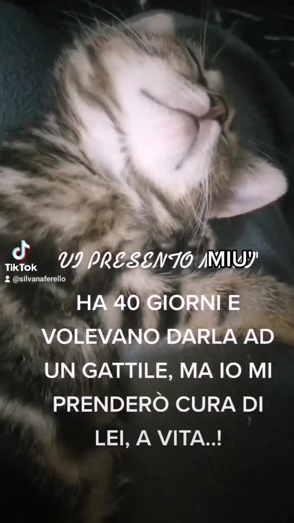 @silvana ferello