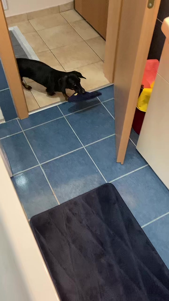 @🐾 Pajti kalandjai 🐾