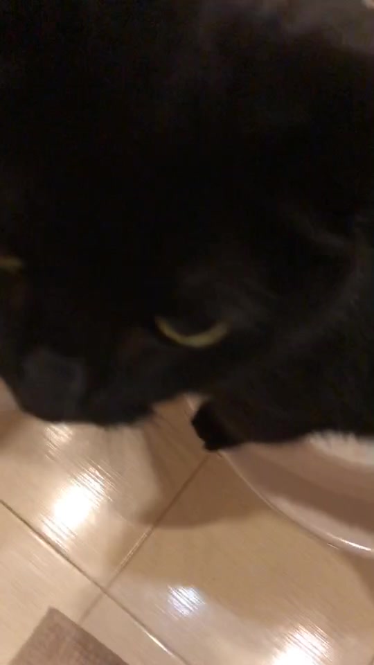 @Drinking_Cat