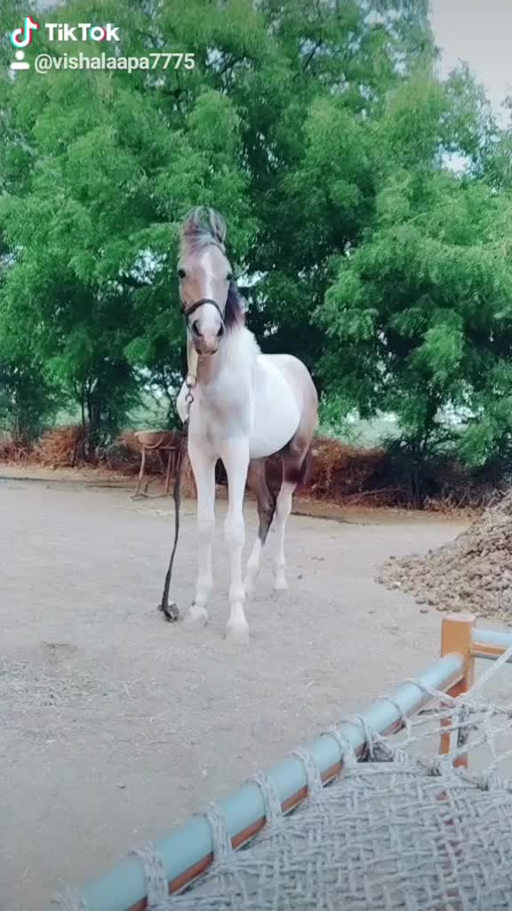 @vishal_aapa_7775