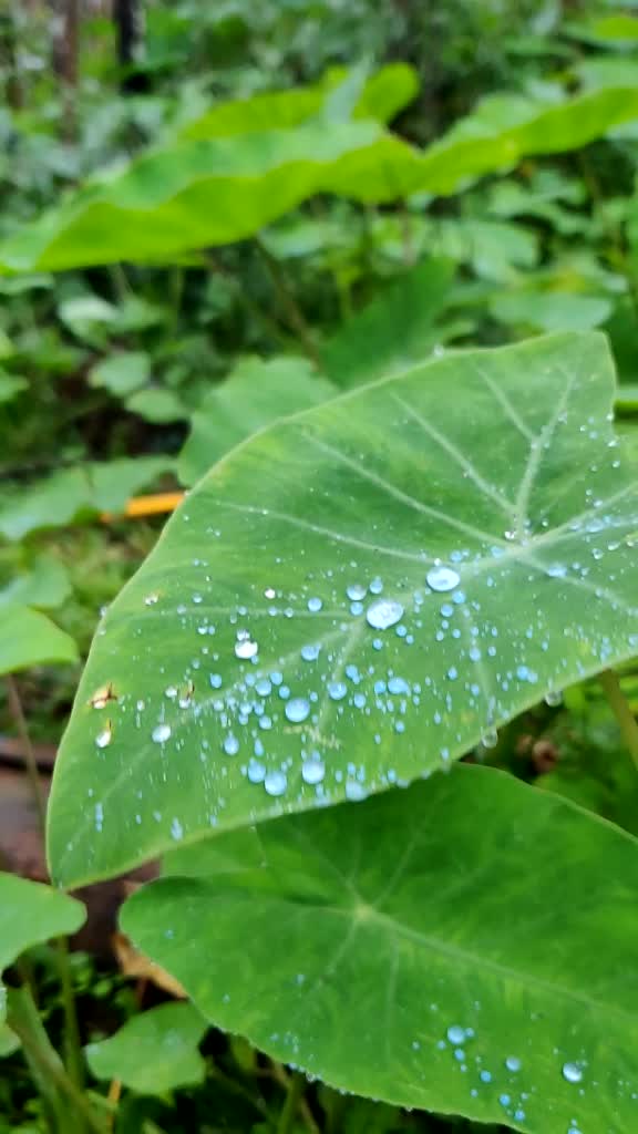 @Karthikrao