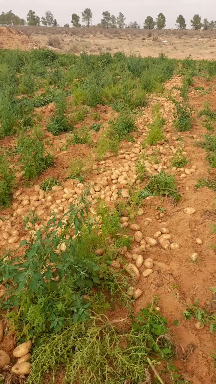 @مصعب شلش