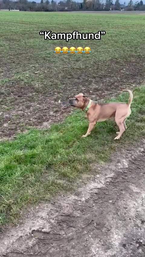 @lifeofpacoo
