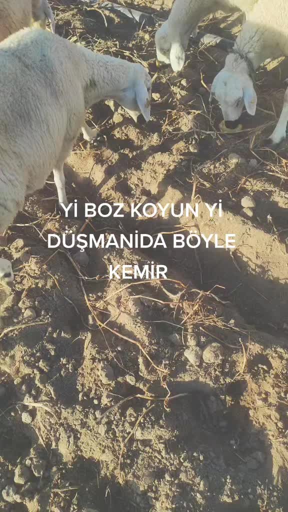 @Emre &Ouml;zt&uuml;rk 51