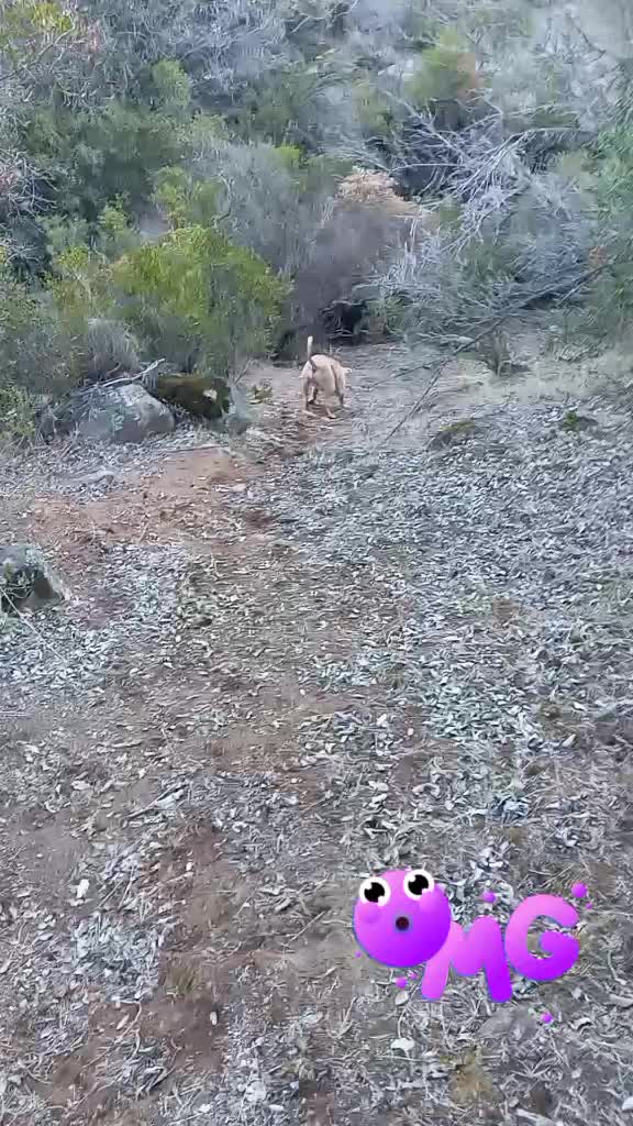 @vfaunreyes