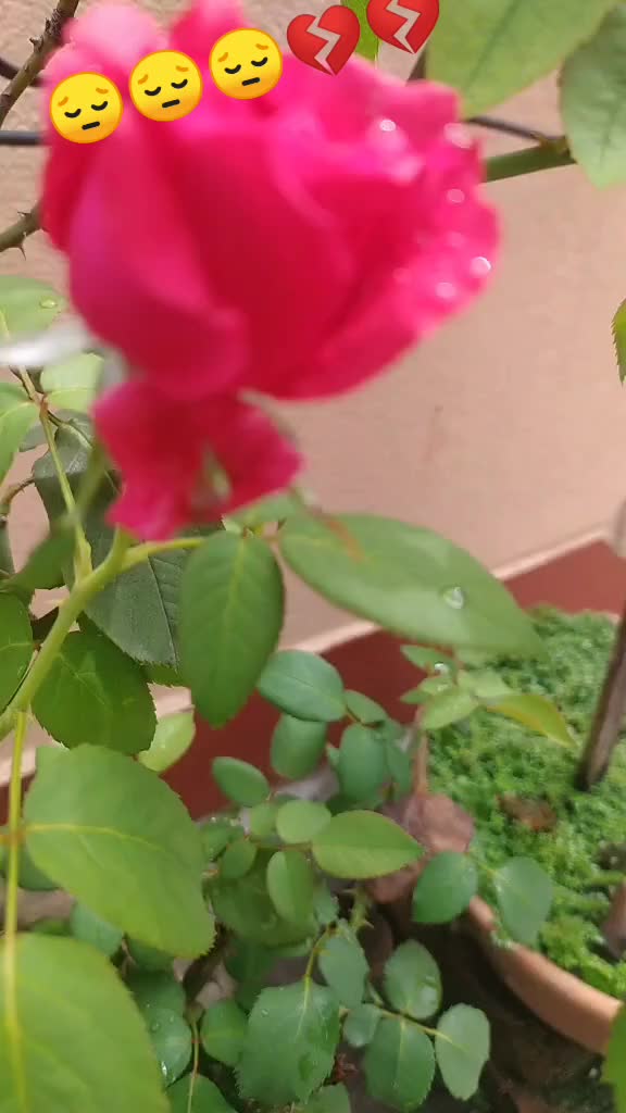 @user12414903409