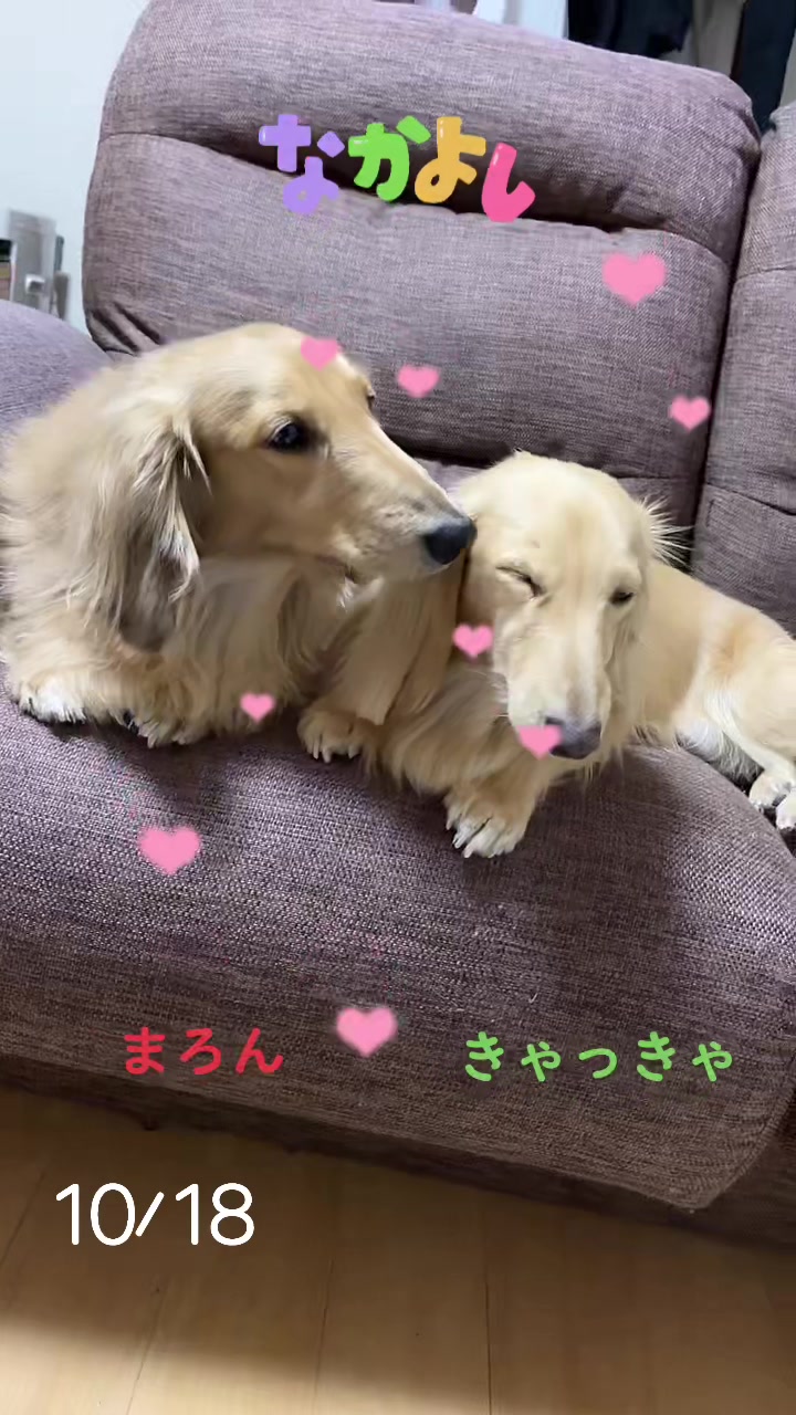 @まろん👑きゃきゃお