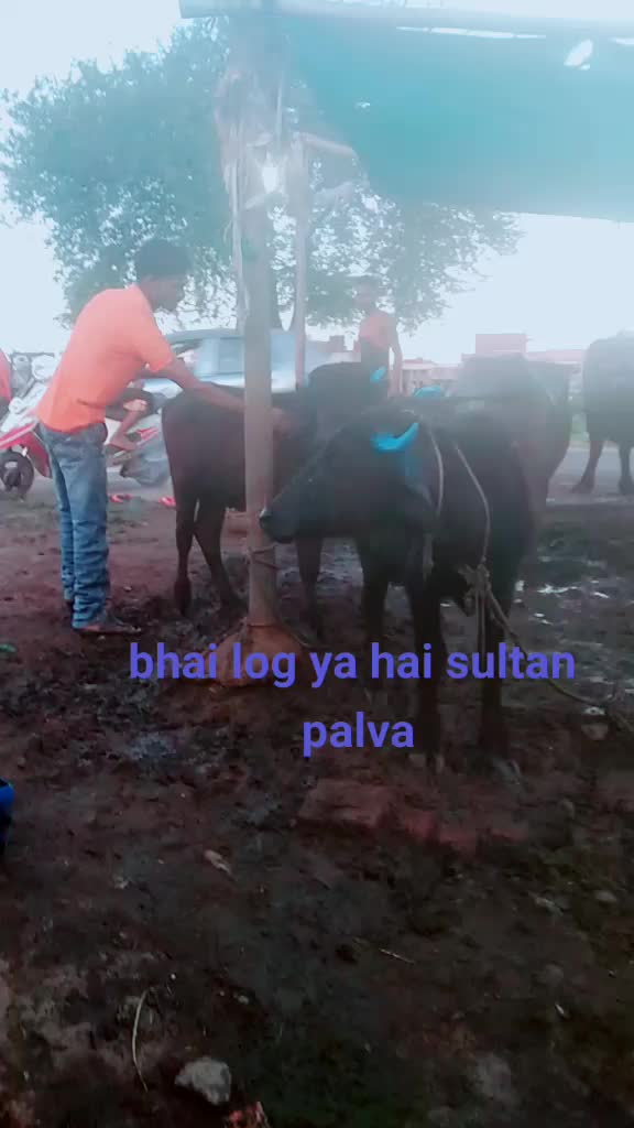 @pavan