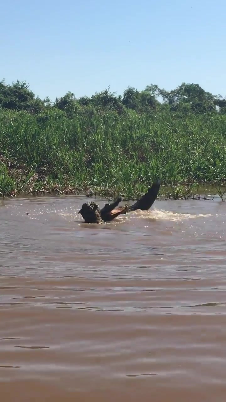 @Pantanal Brazil Safaris