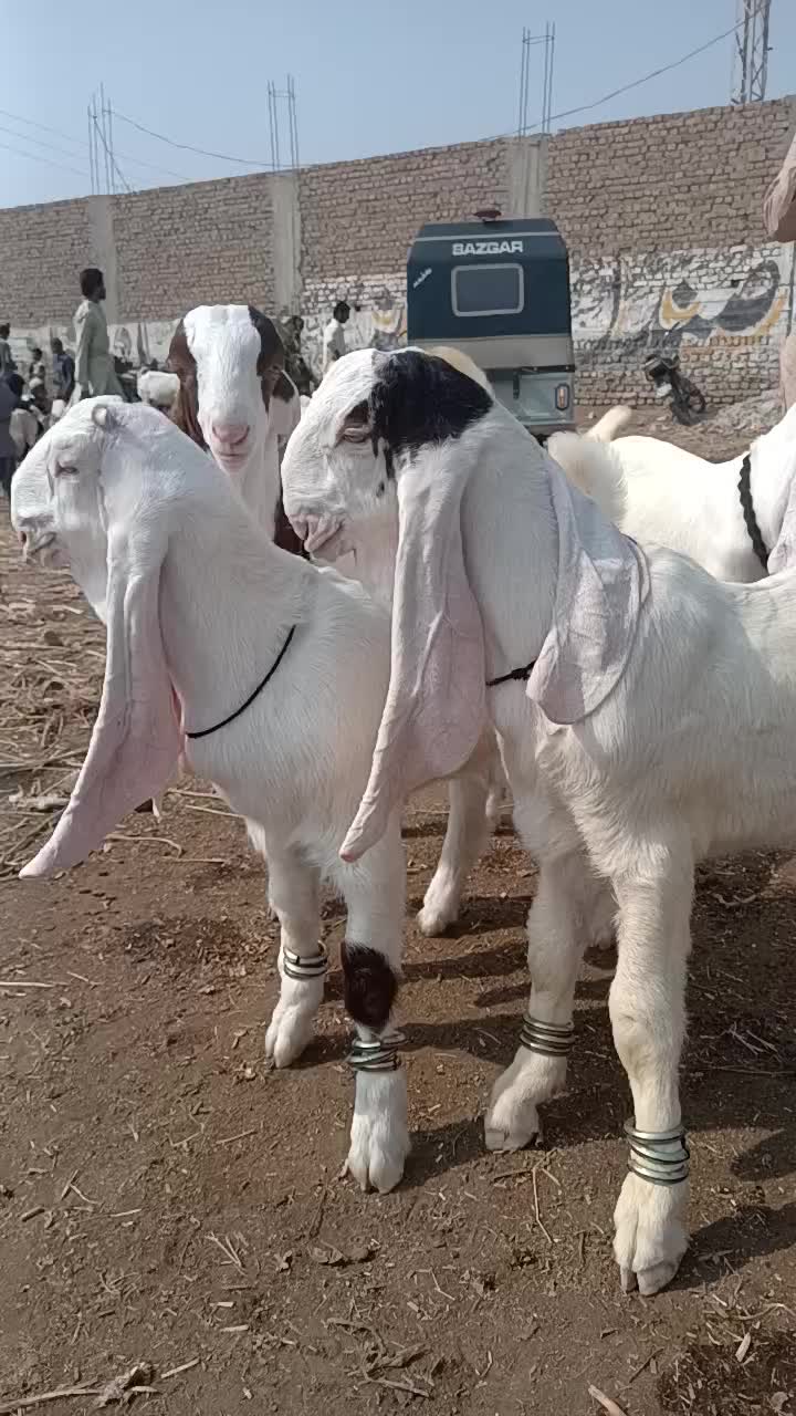 @MS Cattle Farm