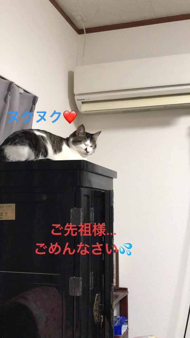 @rinyumi