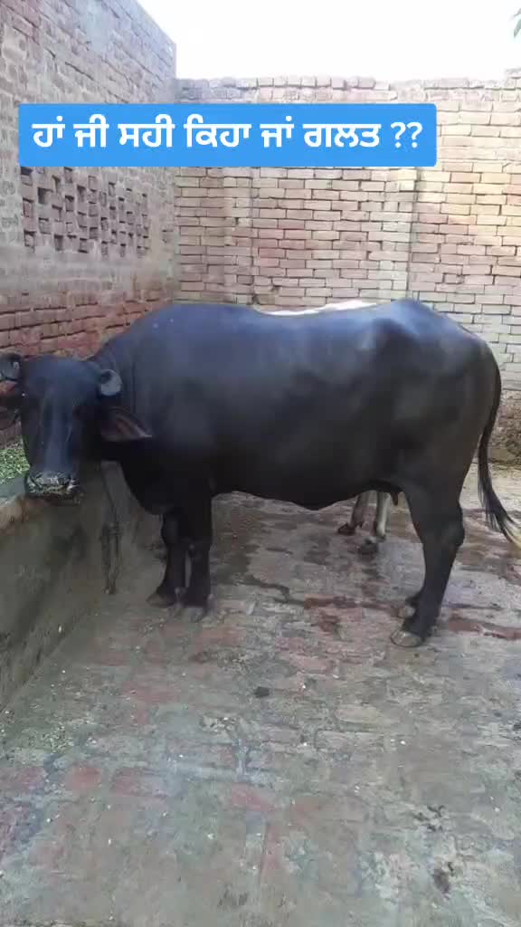 @Navjit Singh Otaal