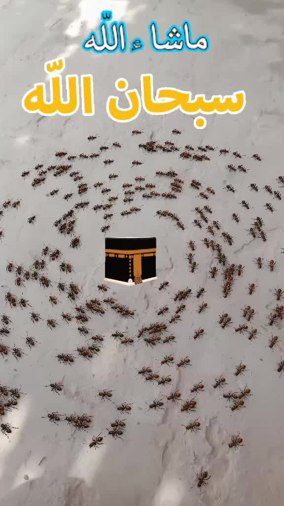 @💐مہر محمد نعیم 🇵🇸🇵🇰🥀