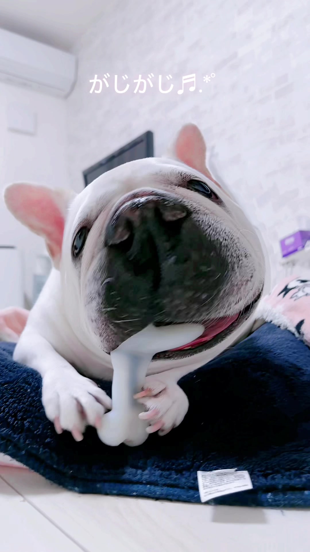 @フレンチブルドッグのPorco(ポルコ)🐷