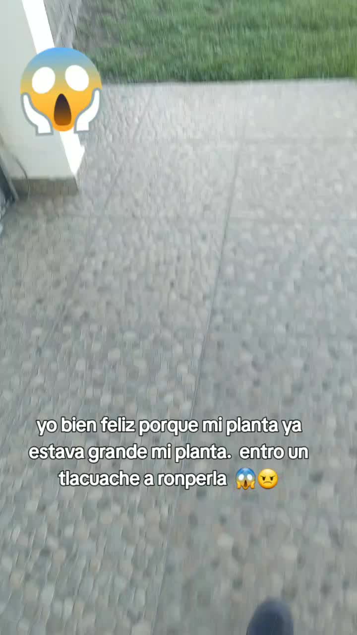 @✨️🫀la Güera🕊🍓