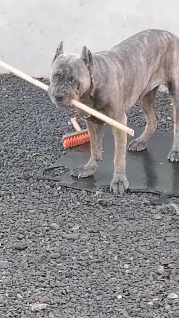 @Mafiacanecorso