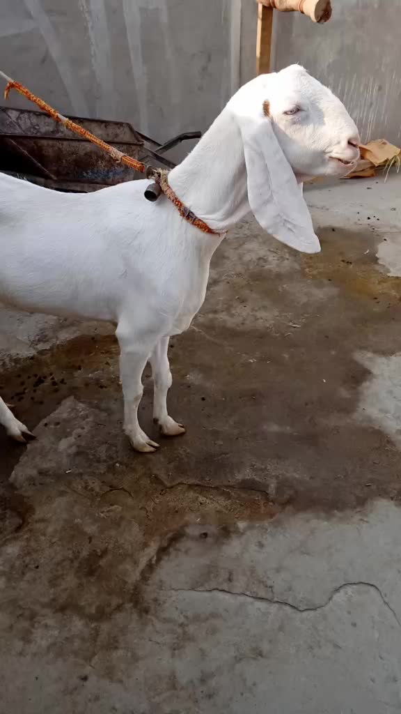 @nayazkhan556