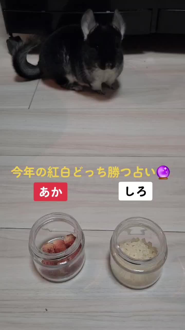 @チンチラプー子